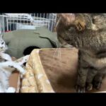 不器用な姉猫は自由奔放で甘え上手な姫猫をいつも遠くから見ているけど…(YouTube)