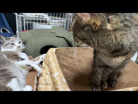 不器用な姉猫は自由奔放で甘え上手な姫猫をいつも遠くから見ているけど…(YouTube)