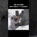 雪国のお彼岸は超ハード💦雪に埋もれたお墓にびっくり仰天⁉️ #柴犬 #shibainu #お墓参り(YouTube)