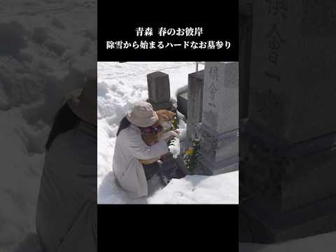 雪国のお彼岸は超ハード💦雪に埋もれたお墓にびっくり仰天⁉️ #柴犬 #shibainu #お墓参り(YouTube)