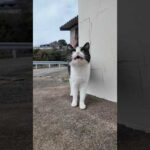 道端の猫ちゃん、何か話し掛けてきた(YouTube)