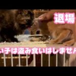 退場！ 良い子は盗み食いなんかしませんよね  2026 03 02 1(YouTube)