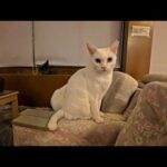 【猫ホテル】夜中にフロント奥の猫サロンに行ってみると猫たち大人しく寝ていました(YouTube)