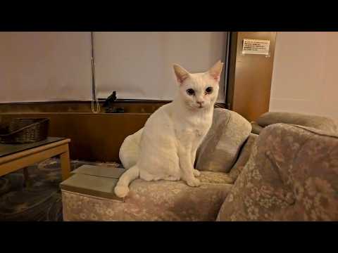 【猫ホテル】夜中にフロント奥の猫サロンに行ってみると猫たち大人しく寝ていました(YouTube)