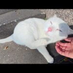 あごの下をカキカキすると、目を細めてウットリする白猫ちゃん(YouTube)