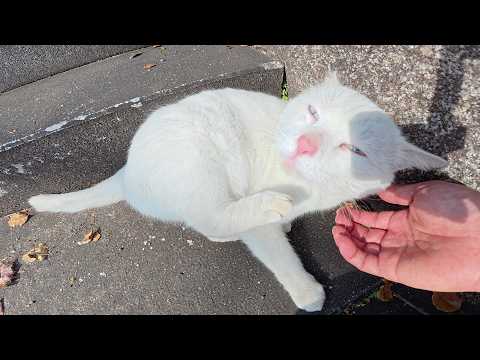 あごの下をカキカキすると、目を細めてウットリする白猫ちゃん(YouTube)