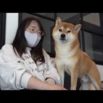 ママ病院だから癒して！柴犬にお願いした結果がイケメンすぎる。(YouTube)