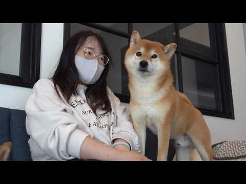 ママ病院だから癒して！柴犬にお願いした結果がイケメンすぎる。(YouTube)