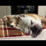 生後3ヶ月の介護犬…ぶるまるお兄ちゃんが大好き過ぎて隣じゃないと寝なくなってしまいました(笑)(YouTube)