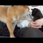 子猫を母親のように優しく見守る柴犬が尊い…(YouTube)