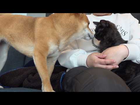 子猫を母親のように優しく見守る柴犬が尊い…(YouTube)