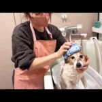 水道管破裂したけどシャンプー強行しました(YouTube)