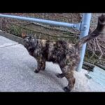 漁港の街の路地裏を歩くと猫がアチコチから出てきて楽しい(YouTube)