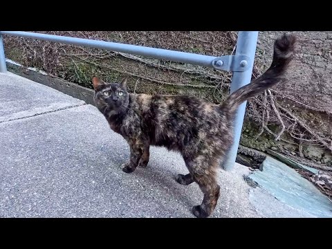 漁港の街の路地裏を歩くと猫がアチコチから出てきて楽しい(YouTube)