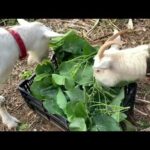 みんにゃ待っててニャン 飛行機飛べば帰れます(YouTube)