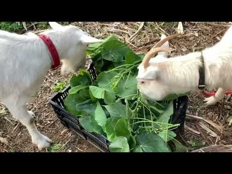 みんにゃ待っててニャン 飛行機飛べば帰れます(YouTube)