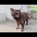 いかつい見た目だけど、性格は甘えん坊な黒猫ボスをモフる(YouTube)