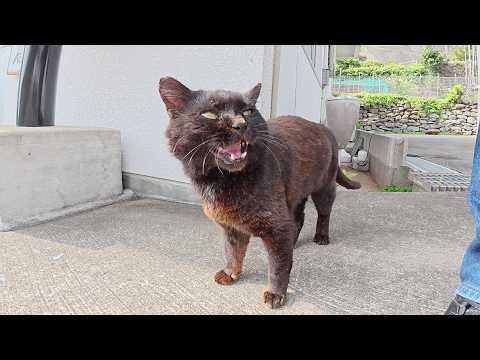 いかつい見た目だけど、性格は甘えん坊な黒猫ボスをモフる(YouTube)