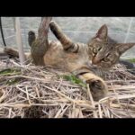 この猫に賭ける！(YouTube)