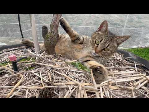 この猫に賭ける！(YouTube)