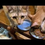 お早うございます モモが戻らない 唐津はミゾレです 2026.03.14(YouTube)