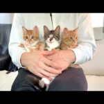 一時保護して入院してた甘えんぼ子猫たちを迎えに行きました。(YouTube)