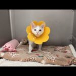 保護した子猫が手術のため入院することになりました。(YouTube)