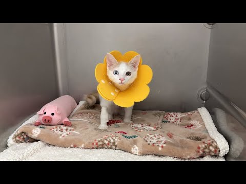 保護した子猫が手術のため入院することになりました。(YouTube)