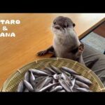 カワウソに豆アジ山盛りあげたらまさかの・・拒否！？　Will My Otters Say No to This Small Fish?(YouTube)