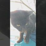 肩に飛び乗ってくる黒猫ちゃん(YouTube)
