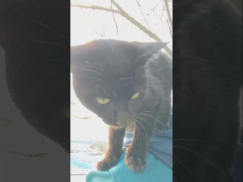 肩に飛び乗ってくる黒猫ちゃん(YouTube)