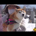 亡き父が夢に出てきたので、柴犬と墓参りへ。(YouTube)
