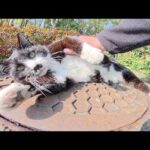 チョビ髭のハチワレ猫がマンホールの上でリラックスする(YouTube)