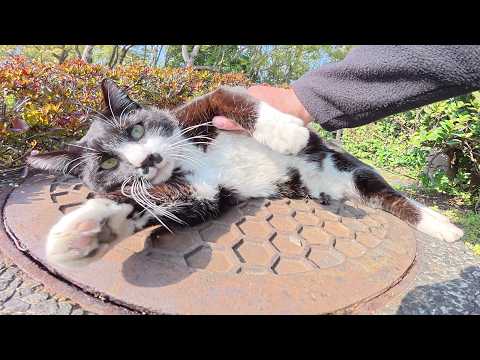 チョビ髭のハチワレ猫がマンホールの上でリラックスする(YouTube)