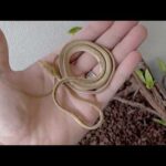 ガリガリで生気のないヘビのその後…(YouTube)