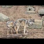 タイリクオオカミの「スイ」と「カヨラン」の交尾：多摩動物公園(YouTube)