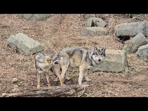 タイリクオオカミの「スイ」と「カヨラン」の交尾：多摩動物公園(YouTube)
