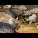 いっちゃんもお利口さんです ラーメン食べてないとーさん  2026.03.15 その2(YouTube)