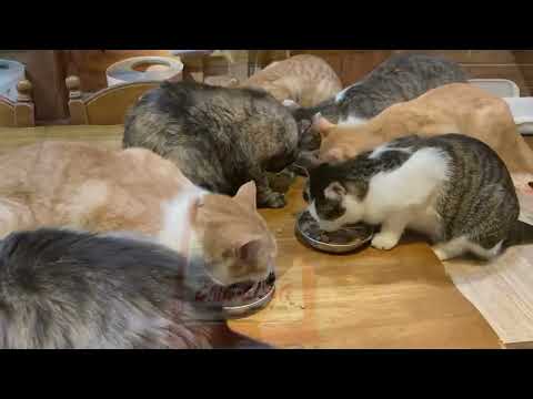 いっちゃんもお利口さんです ラーメン食べてないとーさん  2026.03.15 その2(YouTube)