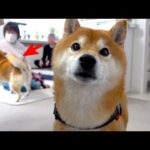 6日ぶりに柴犬と再会したお袋、涙が止まらない結末に。。(YouTube)