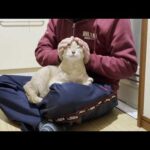 脱衣所でゴロゴロ甘える猫の邪魔はさせないとガードを固めるお母さん(YouTube)