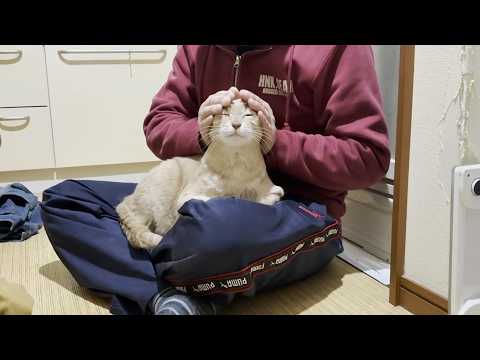 脱衣所でゴロゴロ甘える猫の邪魔はさせないとガードを固めるお母さん(YouTube)