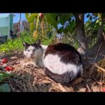 公園の駐車場入口に猫いました…逃げたけど(YouTube)