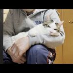 お父さんの膝の上が快適で寝落ちしそうなになる太めの猫(YouTube)