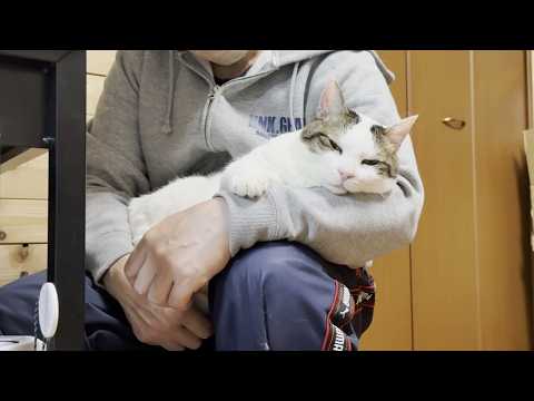 お父さんの膝の上が快適で寝落ちしそうなになる太めの猫(YouTube)