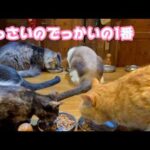 ちっさいのでっかいの1番ニャリ  ウマコ＆ボン  2026 03 21 1(YouTube)