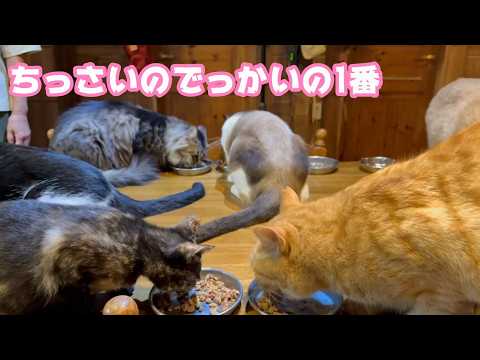 ちっさいのでっかいの1番ニャリ  ウマコ＆ボン  2026 03 21 1(YouTube)