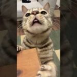 ブヒブヒ言う猫 #ベンガル #ルトロゼ #猫(YouTube)