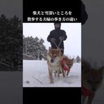 柴犬の飼い主は歩き方が違う⁉ #shibainu #犬との暮らし #雪国(YouTube)
