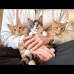 【緊急】怪我してた子猫たちを一時保護しました。(YouTube)